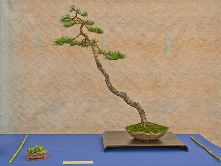 Bonsai, Pinus sylvestris, Waldkiefer