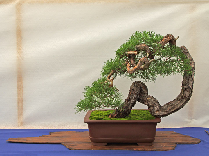 Bonsai, Pinus sylvestris, Waldkiefer