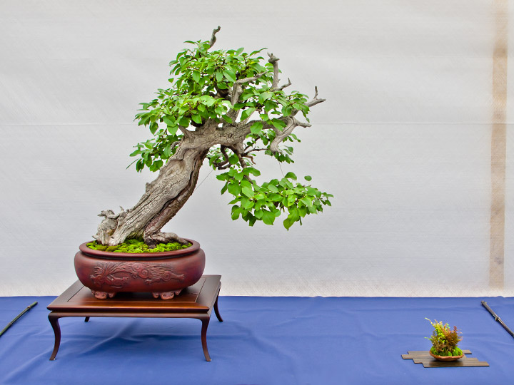 Bonsai, Prunus mahaleb, Weichselkirsche