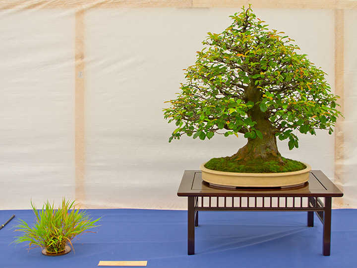 Bonsai, Pseudocydonia sinensis, Chinesische Quitte