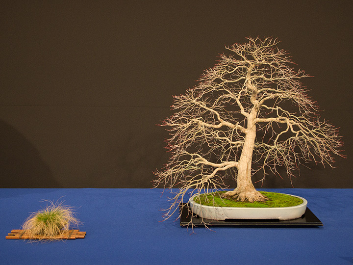 Acer palmatum, Fächer-Ahorn