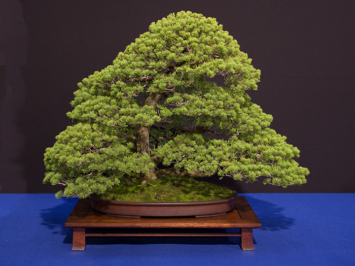 Pinus pentaphylla, Mädchen-Kiefer