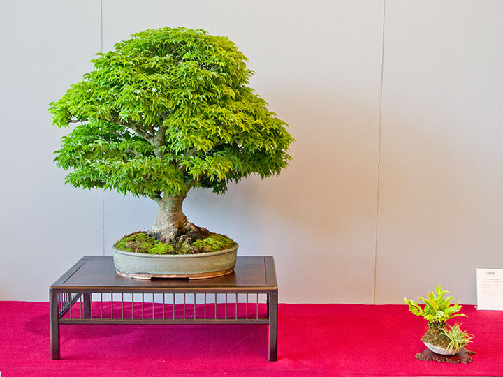 Bonsai, Acer palmatum 'shishigashira', Löwenkopf-Ahorn