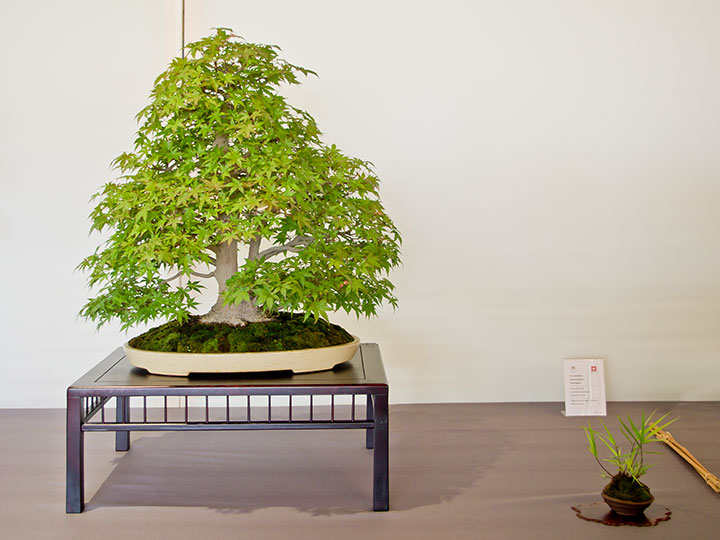 Bonsai, Acer palmatum, Japanischer Ahorn
