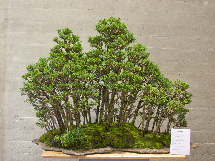 Yose-ue«, Bonsai in Waldform aus Chamaecyparis, Scheinzypresse