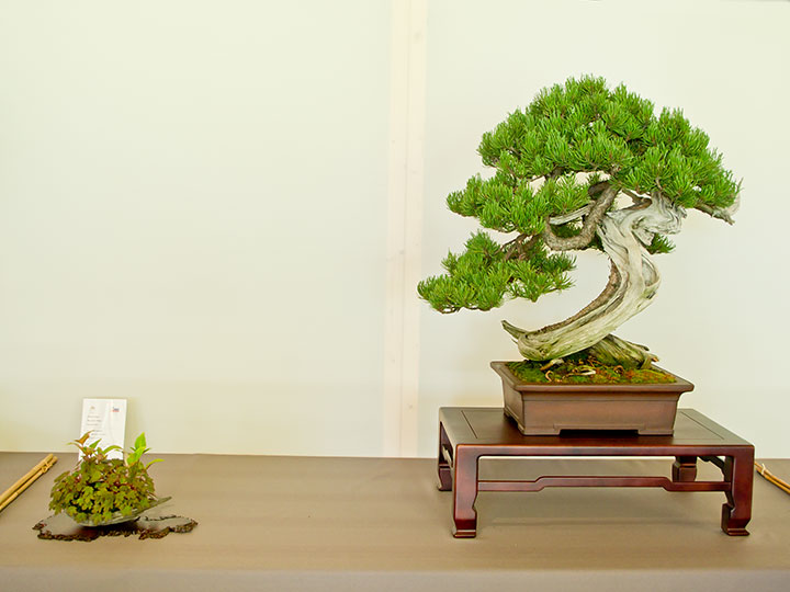 Bonsai, Pinus mugo, Bergkiefer