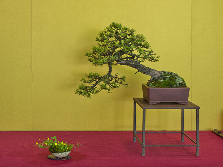 Bonsai, Pinus mugo, Bergkiefer