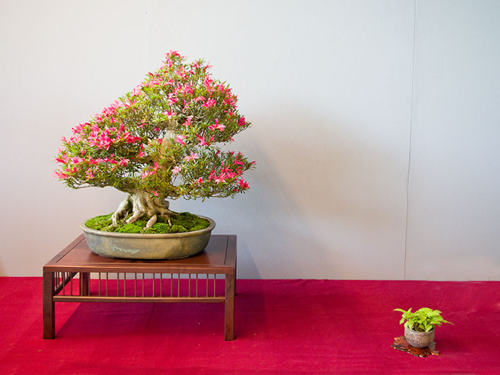Bonsai, Rhododendron indicum 'Koun', Satsuki-Azalee