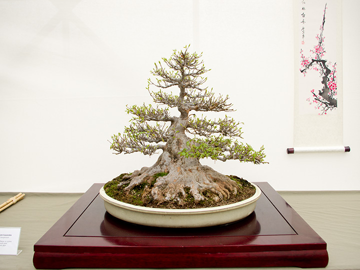 Acer buergerianum, Dreispitzahorn, Bonsai