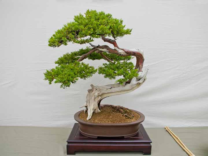 Bonsai, Taxus cuspidata, Japanische Eibe