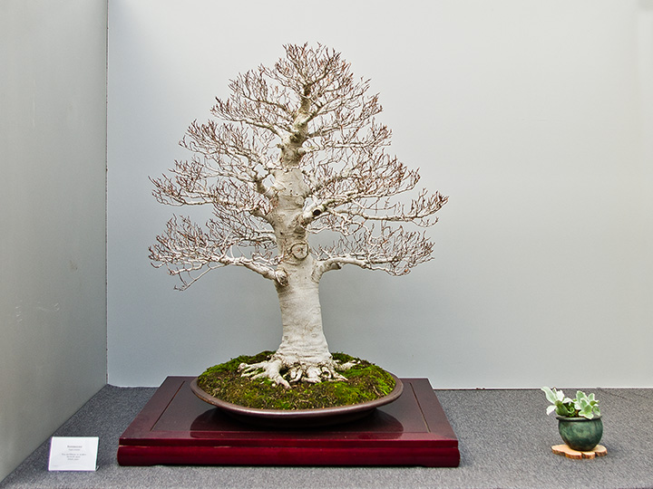 Bonsai, Fagus crenata, Kerbbuche