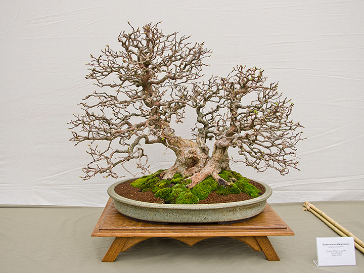 Moyogi (Bonsai in frei aufrechter Form), Carpinus orientalis, Orientalische Hainbuche
