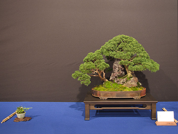 Sekijoju (Bonsai in Felsenform), Juniperus chinensis 'Itoigawa'