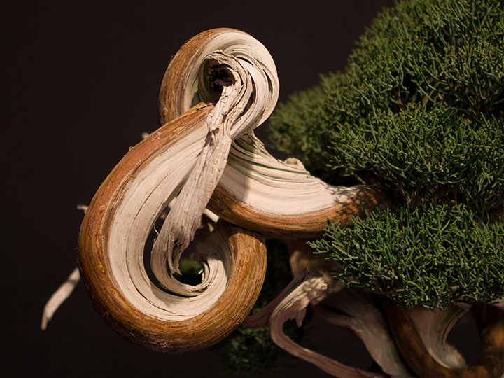 Bonsai, Juniperus chinensis var. sargentii, Shimpaku, Detail Totholz