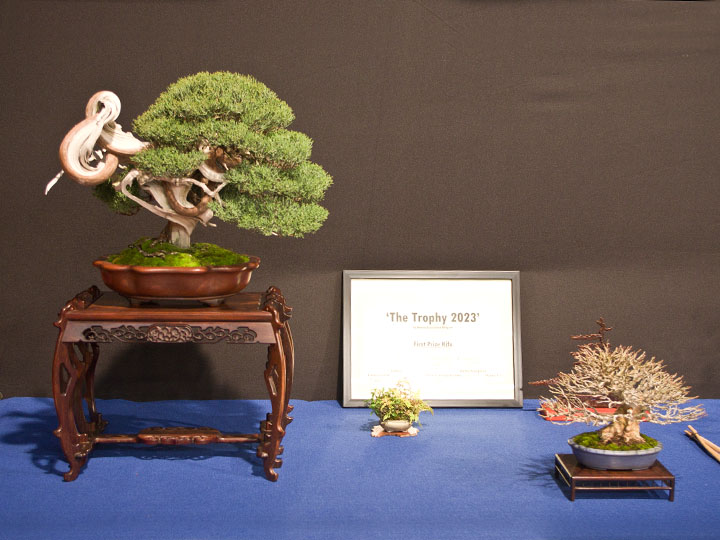 Bonsai, Juniperus chinensis var. sargentii, Shimpaku