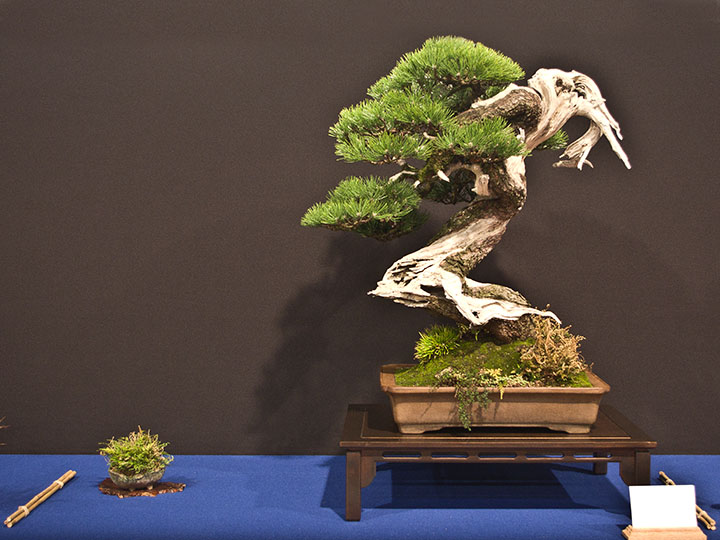 Moyogi (frei aufrechter Bonsai), Pinus mugo, Krummholz-Kiefer