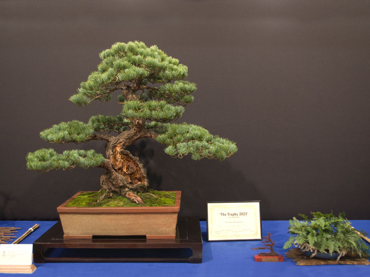 Pinus parviflora, von der Jury ausgezeichnete Mädchenkiefer