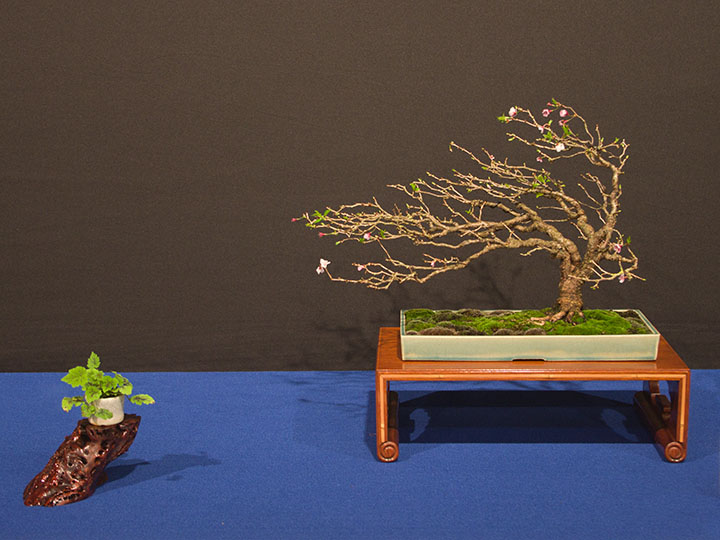 Fukinagashi (Bonsai in windgepeitschter Form), Prunus incisa