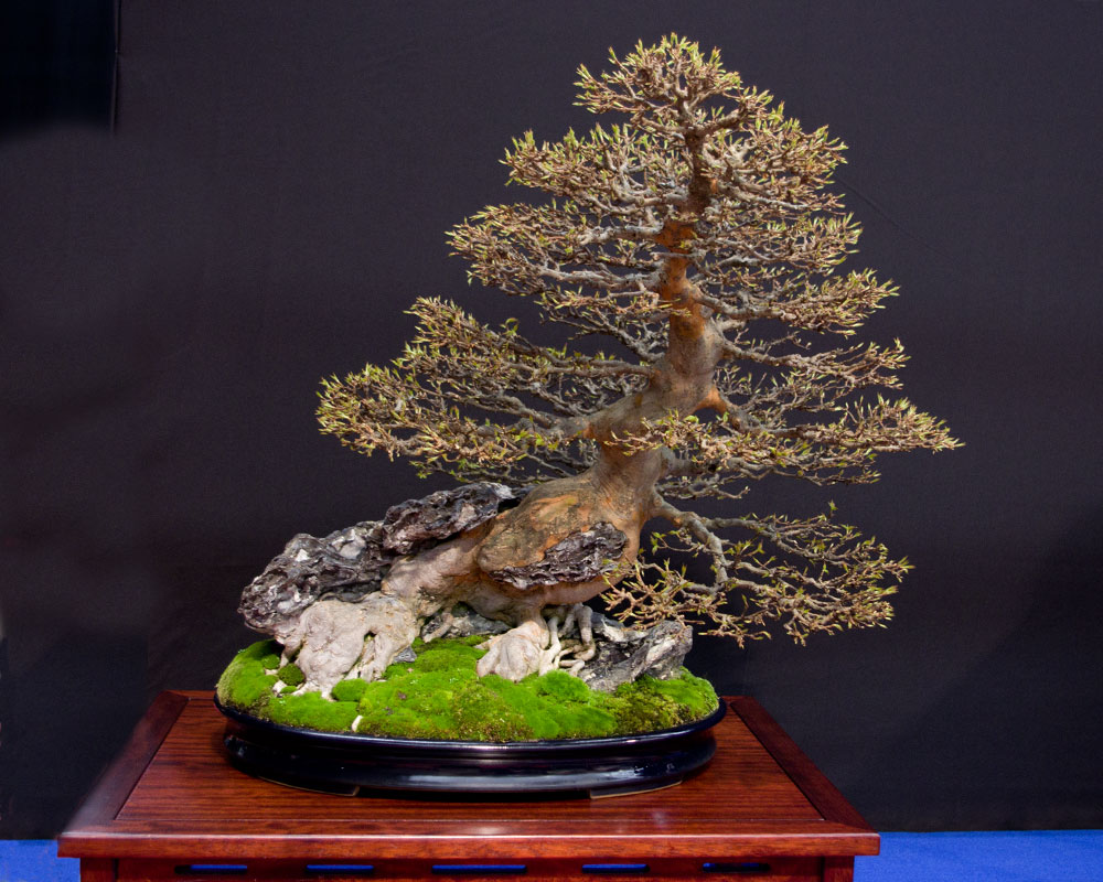 Acer buergerianum, Bonsai in Felsenform