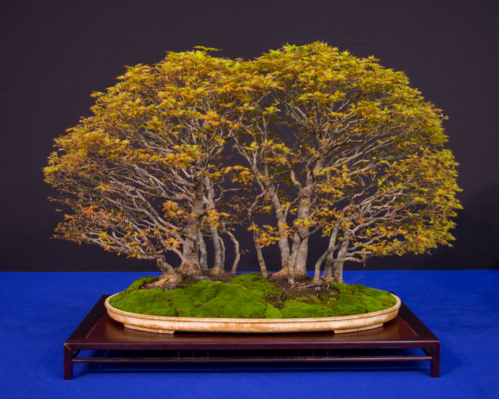 Yose-ue (Bonsai Waldpflanzung), Acer palmatum 'Kashima'