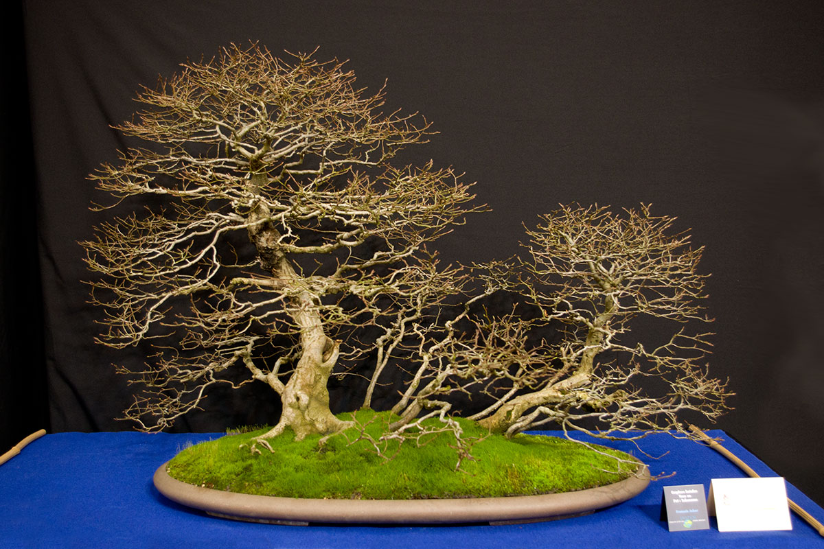 Carpinus betulus, Bonsai in einer Landschaftsszene