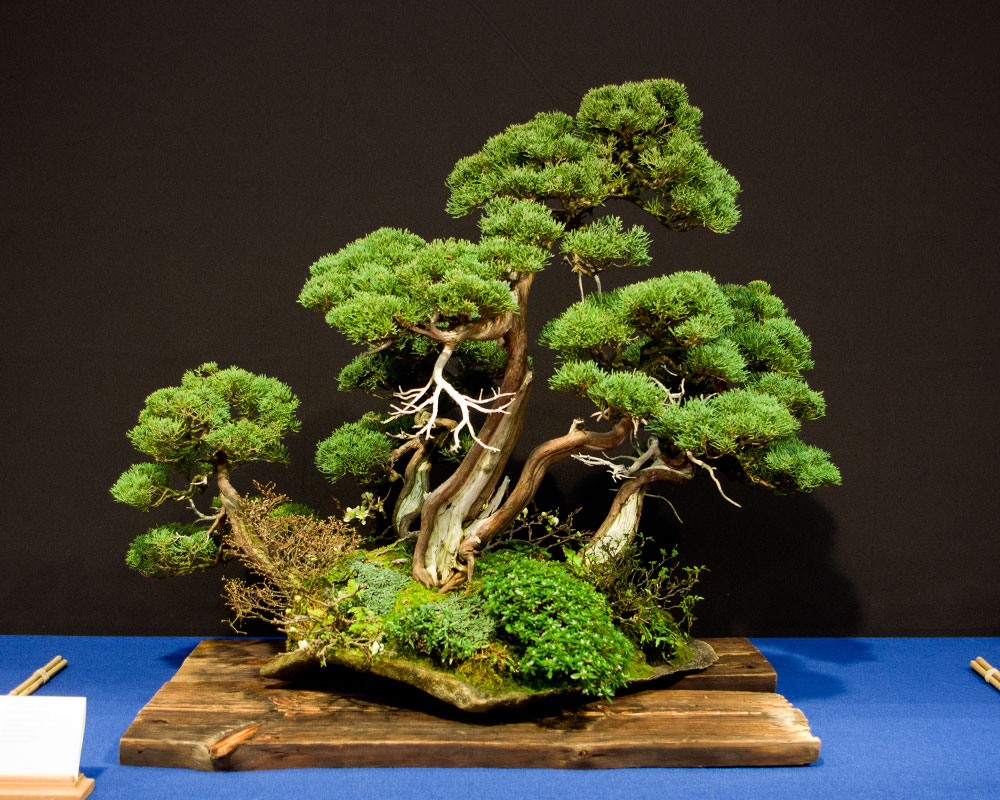 Ishizuki (石付き), Juniperus chinensis, Chinesischer Wacholder, Bonsai