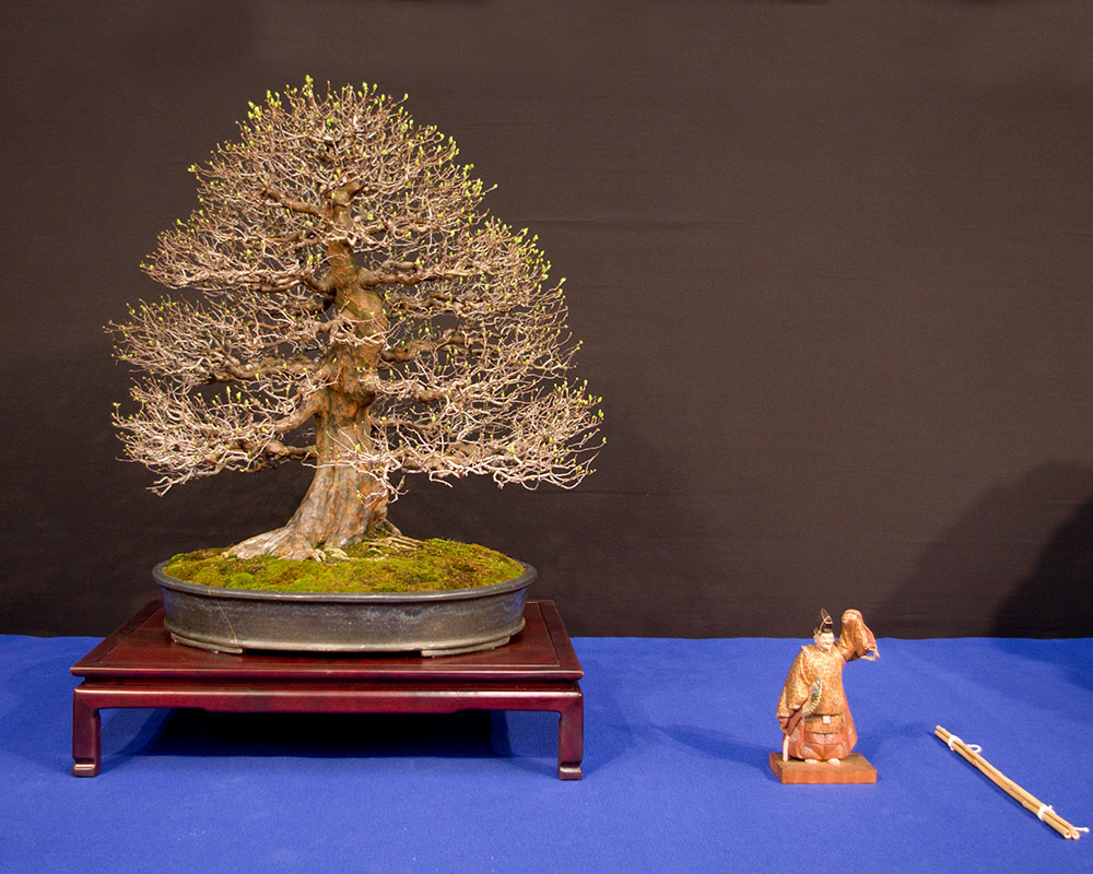 Bonsai aus Pseudocydonia sinensis, Chinesische Quitte