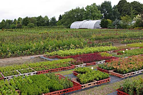 Bonsai und Jungpflanzen in der Bonsaischule Enger