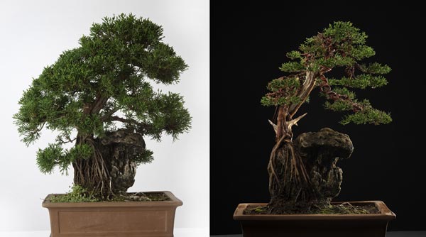 Gestaltung eines Wacholder-Bonsai, Michael Tran