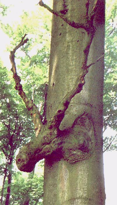 Baumelch im Revierpark Vonderort