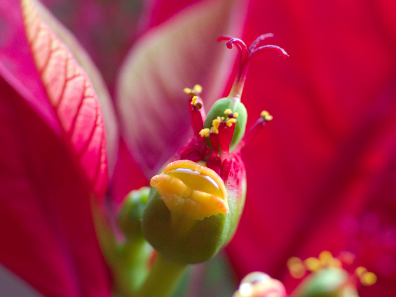 Euphorbia pulcherrima, die eigentliche Blüte