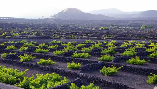 La Gería, Weinanbaugebiet auf Lanzarote