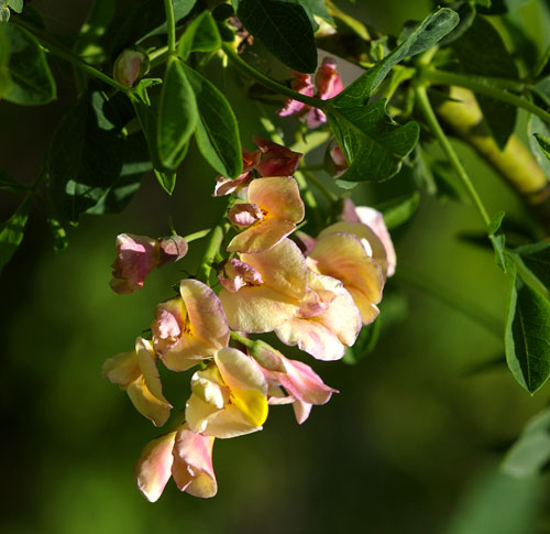 Laburnocytisus adamii, Blüte