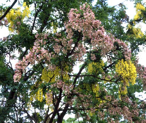 Laburnocytisus adamii, verschiedenfarbene Blüten