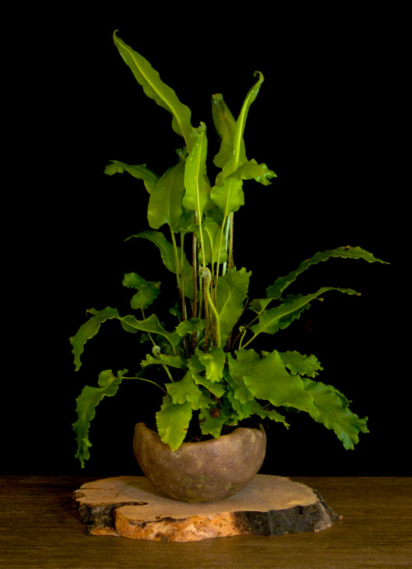 Asplenium scolopendrium, Hirschzungen-Farn als Shitakusa