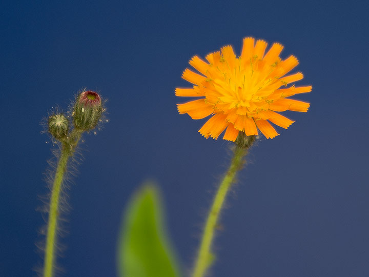 Hieracium aurantiacum, Orangerotes Habichtskraut, Blüte