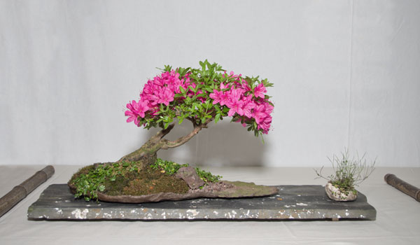 Bonsai aus Rhododendron indicum mit Shitakusa
