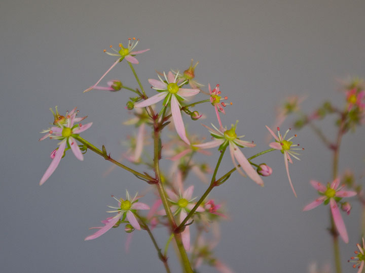 Saxifraga cortusifolia var. obtusa 'Pink Cloud', Blüte