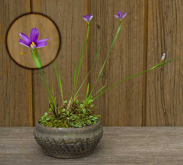 Berg-Blauauge (Sisyrinchium montanum) als Shitakusa