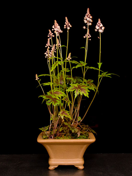 Tiarella cordifolia 'Oakleaf' als Shitakusa