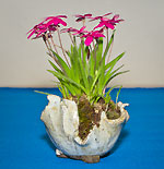 Vorschaubild: Rhodohypoxis als Shitakusa