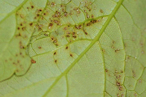 Milbengallen, gesehen von der Blattunterseite