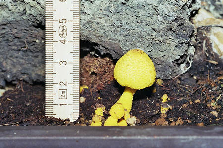 Leucocoprinus birnbaumii