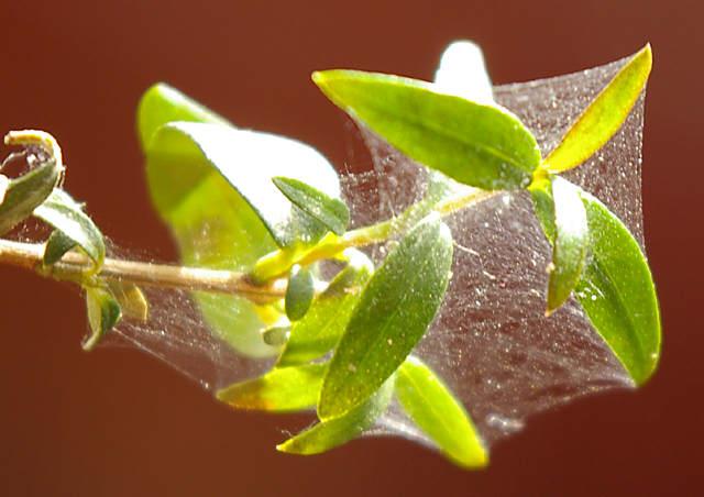 Gespinnst der Gemeinen Spinnmilbe, Tetranychus urticae
