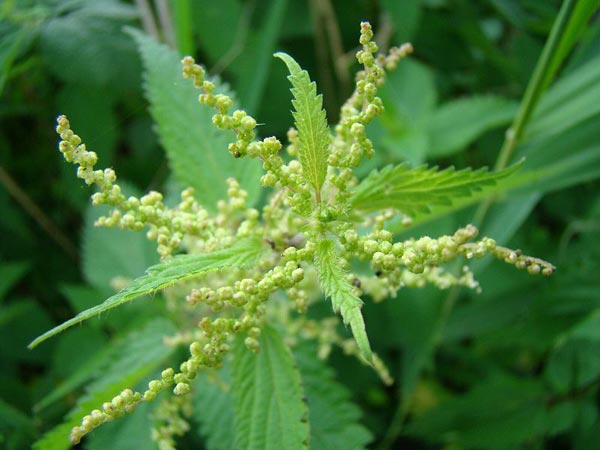 Urtica dioica, Grosse Brennnessel